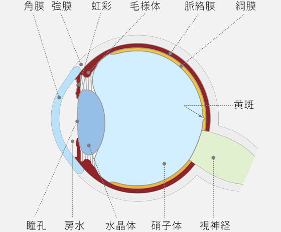 図解：眼の⽔平断⾯図（右眼）