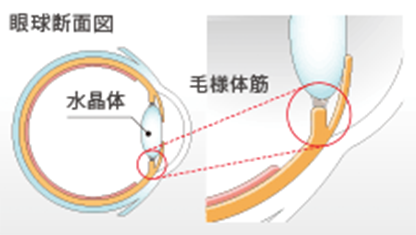 眼球断面図